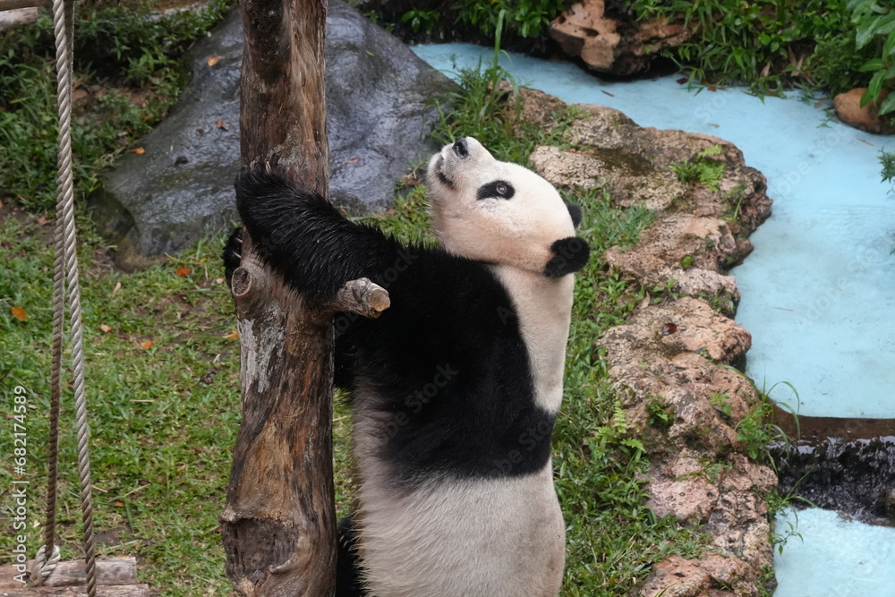 Obraz premium The Giant Panda (Ailuropoda melanoleuca) is a distinctive and beloved bear species native to China, known for its distinctive black-and-white fur and bamboo-based diet. |大熊貓|貓熊|