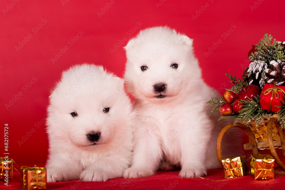 Christmas puppies. Samoyed puppies dogs on Christmas red background. Merry Christmas Christmas puppies. Samoyed puppies dogs on Christmas red background. Merry Christmas
