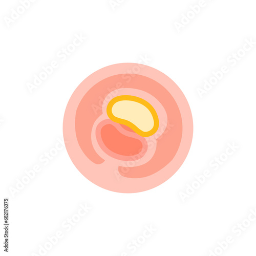 vector illustration. Flat icon pregnancy 3 week