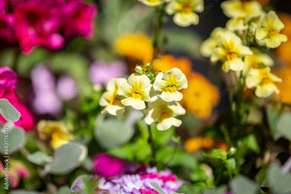 A snapdragon flower, also known as an antirrhinum, with a shallow depth of field A snapdragon flower, also known as an antirrhinum, with a shallow depth of field