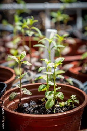 A close up of young seedlings in a greenhouse, with focus on foreground
