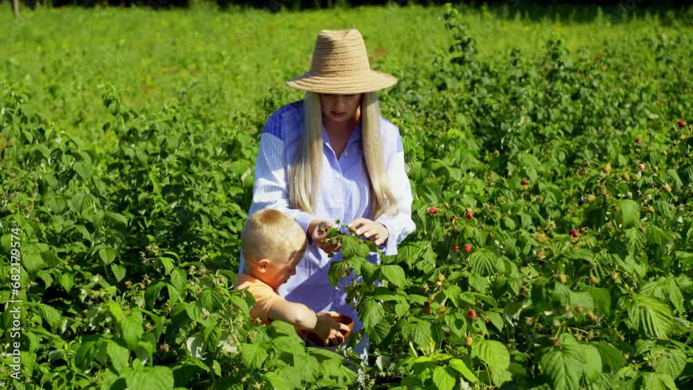 The boy helps his mother pick raspberries from the bushes. Hard work between a woman and a child under the bright sun. High quality 4k footage The boy helps his mother pick raspberries from the bushes. Hard work between a woman and a child under the bright sun. High quality 4k footage