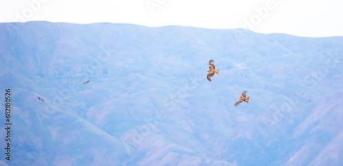 A flock of eagles flying over the mountains. Golden eagles in free flight. Wild birds of prey have gathered in a flock and are flying above the ground.