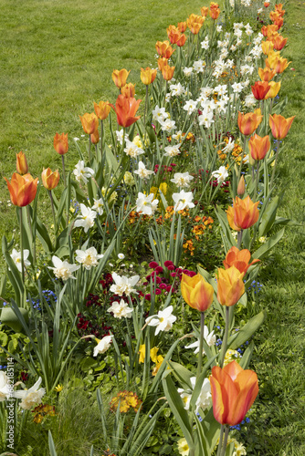 Massif de tulipes orangées et narcisses blancs