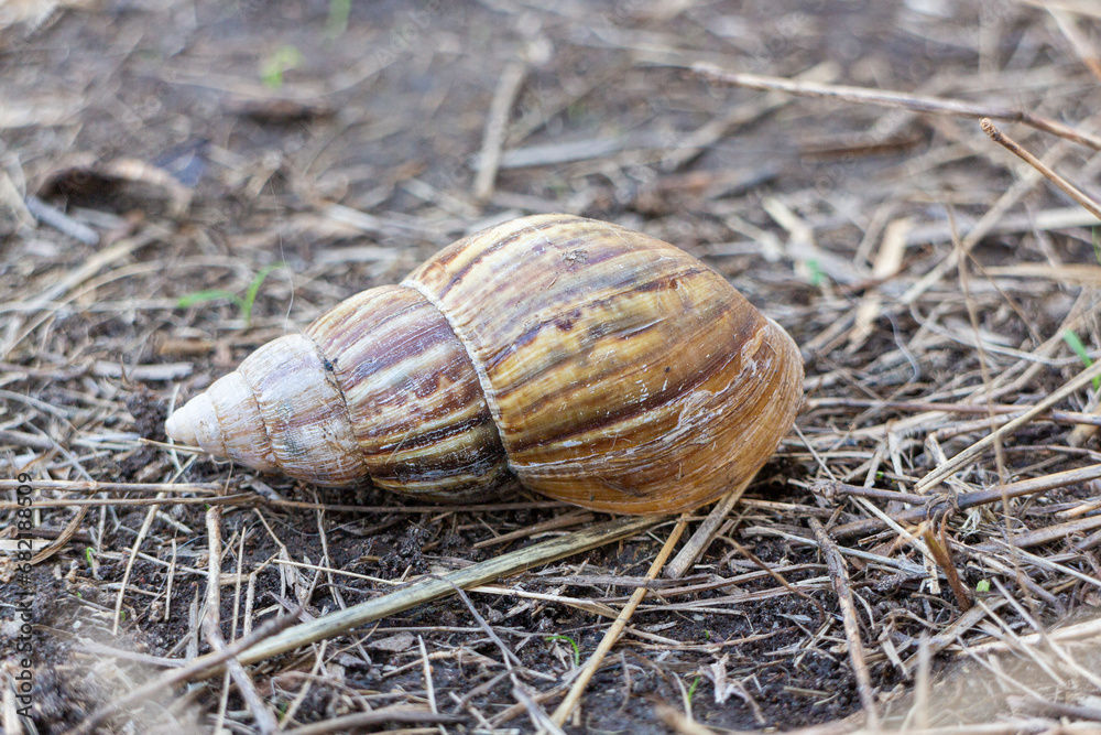 Snail crawling on the ground in the garden. Shallow depth of field. Snail crawling on the ground in the garden. Shallow depth of field.