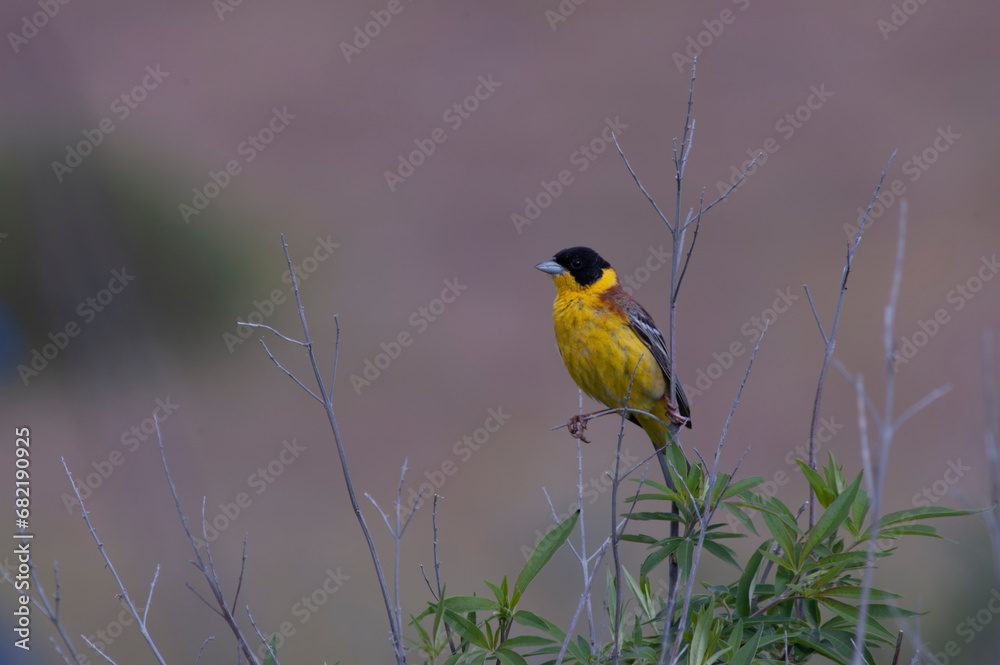 Black-headed Bunting, Emberiza melanocephala Black-headed Bunting, Emberiza melanocephala