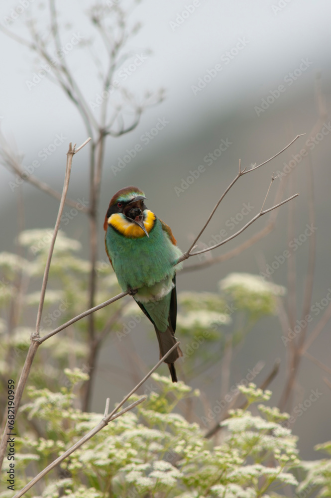 Fototapeta premium European Bee-eater, Merops apiaster