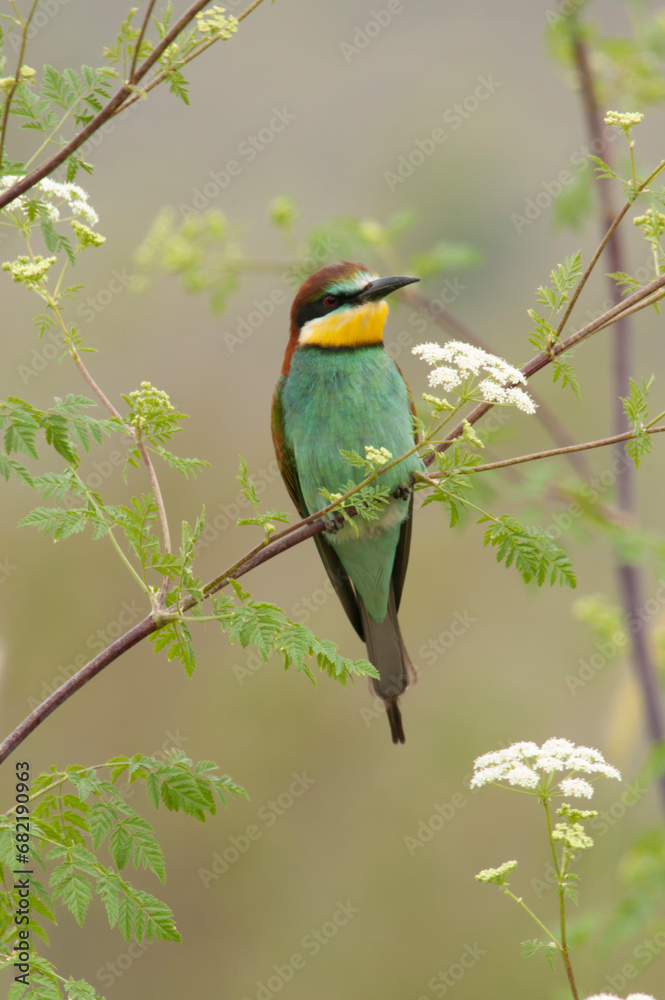 European Bee-eater, Merops apiaster European Bee-eater, Merops apiaster