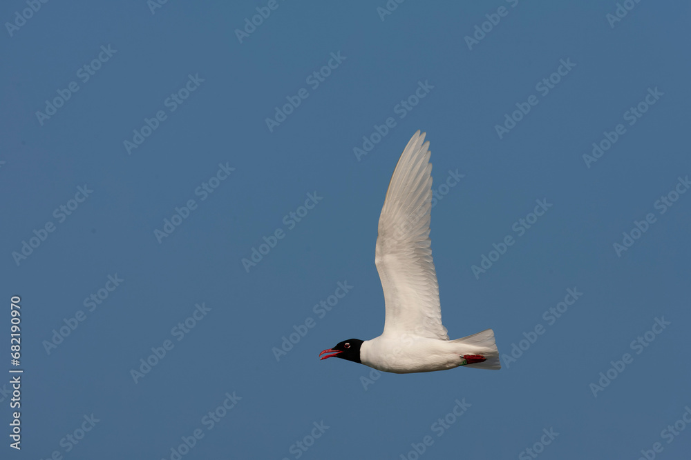 Obraz premium Mediterranean Gull, Ichthyaetus melanocephalus