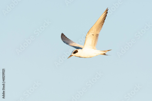 Forster's Tern, Sterna forsteri © Marc