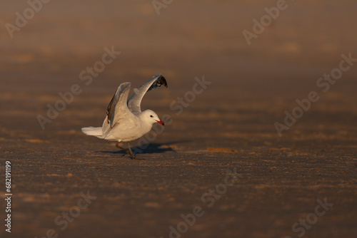 Audouin's Gull, Ichthyaetus audouinii photo