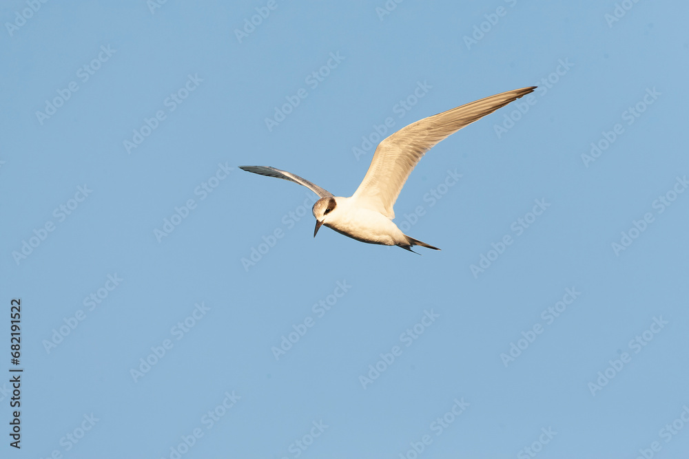 Obraz premium Forster's Tern, Sterna forsteri