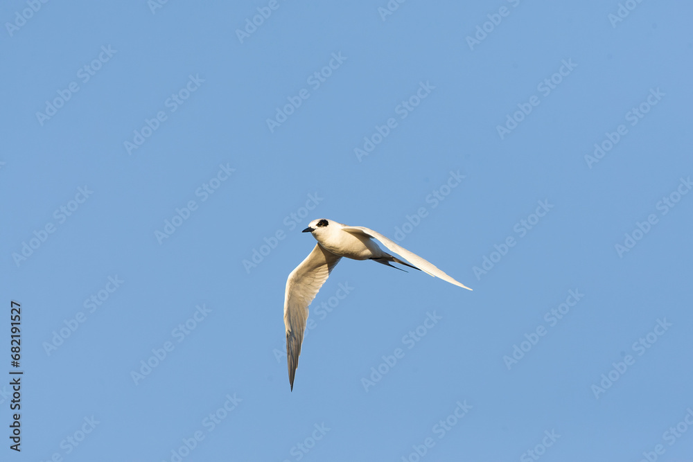 Forster's Tern, Sterna forsteri Forster's Tern, Sterna forsteri