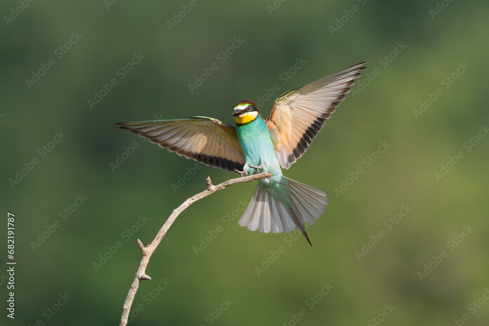 Fototapeta premium European Bee-eater, Merops apiaster