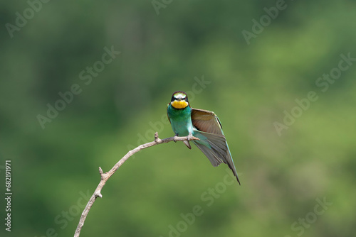 European Bee-eater, Merops apiaster