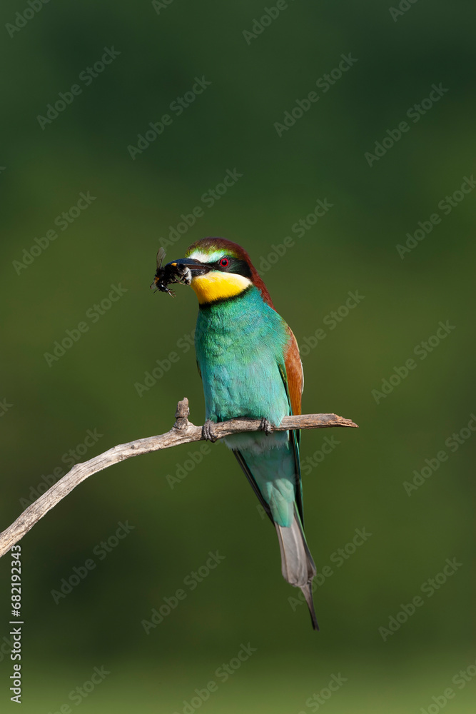 European Bee-eater, Merops apiaster European Bee-eater, Merops apiaster