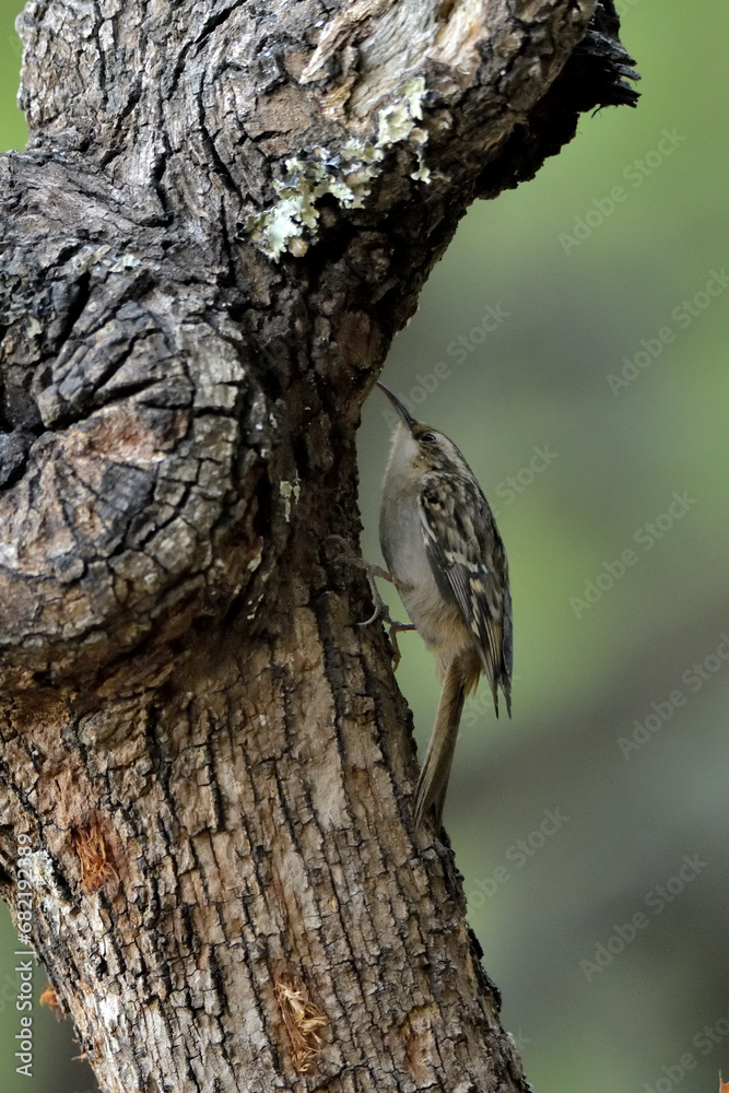 agateador euroasiático en un tronco (Certhia familiaris) en un tronco en Casares, Málaga, España agateador euroasiático en un tronco (Certhia familiaris) en un tronco en Casares, Málaga, España