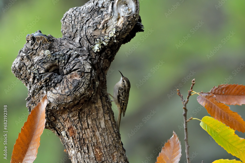 Fototapeta premium agateador euroasiático en un tronco​ (Certhia familiaris) en un tronco en Casares, Málaga, España​