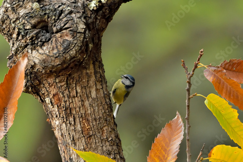 herrerillo común posado en una rama seca con fondo verde (Cyanistes caeruleus)​ Ojén Málaga Andalucía España