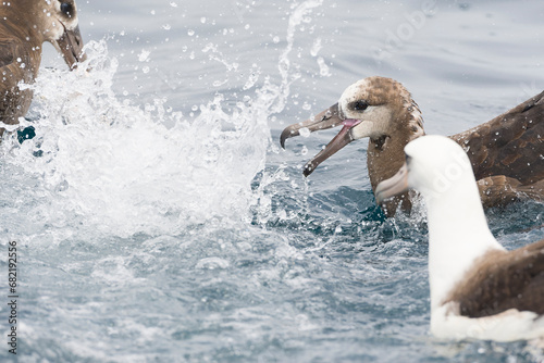 Black-footed Albatross, Phoebastria nigripes photo