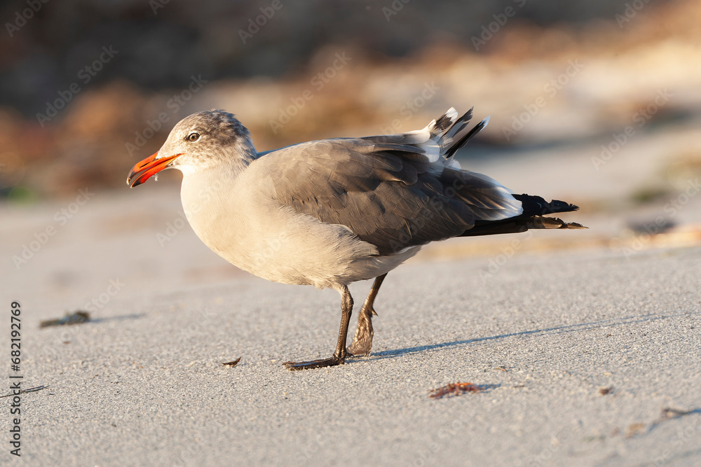 Heermann's Gull, Larus heermanni Heermann's Gull, Larus heermanni