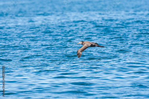 Black-footed Albatross, Phoebastria nigripes photo