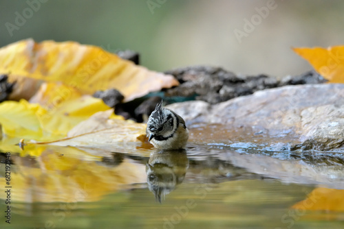 herrerillo capuchino (Lophophanes cristatus) bañándose en el estanque del parque Casares, Andalucía, España	