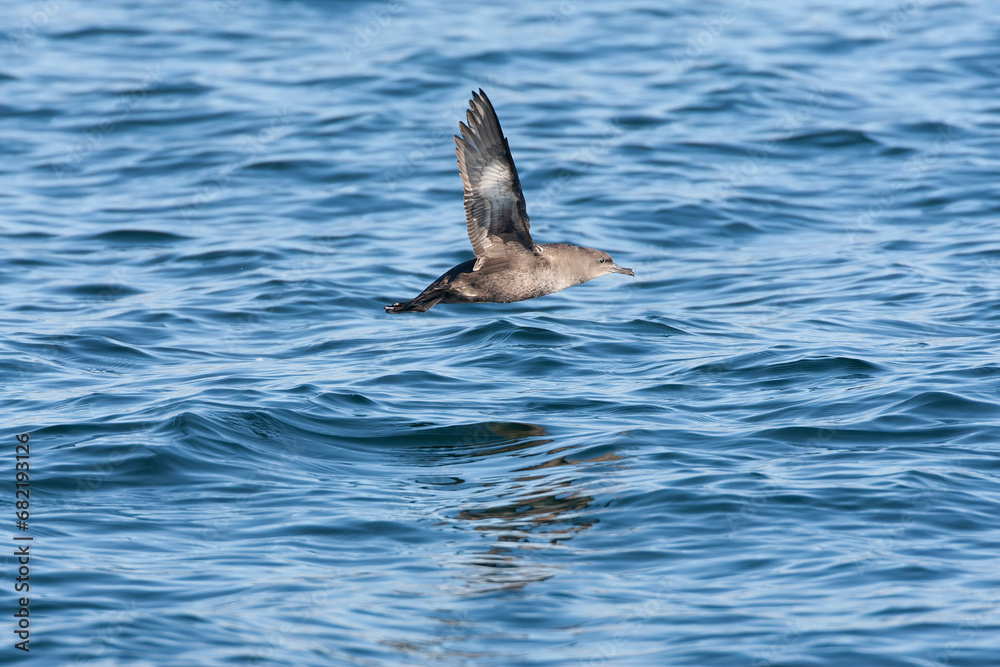 Sooty Shearwater, Ardenna grisea
