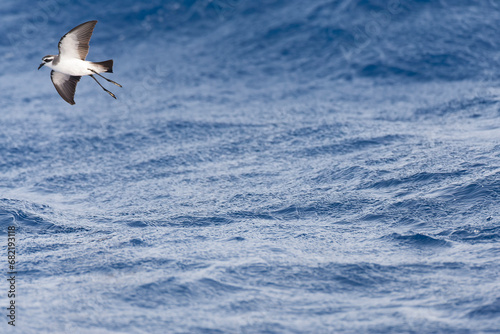 White-faced Storm-Petrel, Pelagodroma marina photo