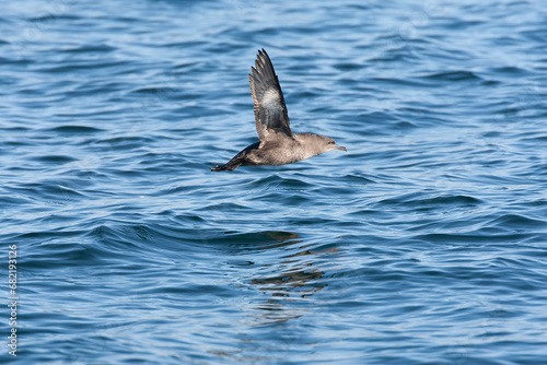 Obraz na płótnie Sooty Shearwater, Ardenna grisea w salonie