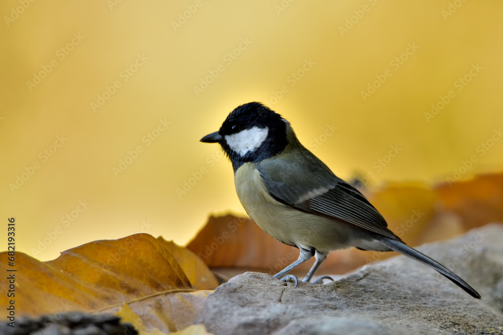 Fototapeta premium carbonero común posado en el suelo (Parus major) Ojén Andalucía España 