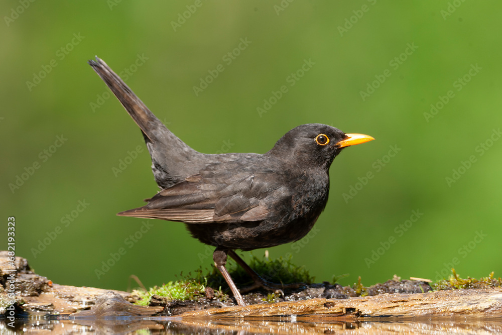 Eurasian Blackbird, Turdus merula