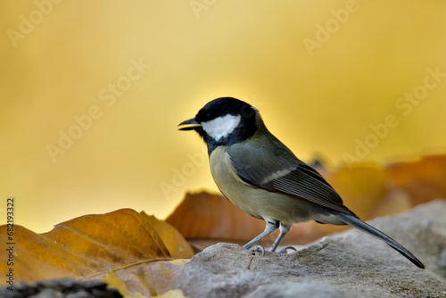 carbonero común posado en el suelo  (Parus major) Ojén Andalucía España	