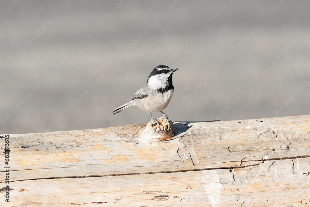 Mountain Chickadee, Poecile gambeli