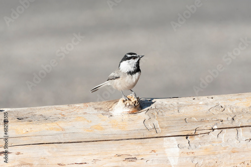 Obraz na płótnie Mountain Chickadee, Poecile gambeli w salonie