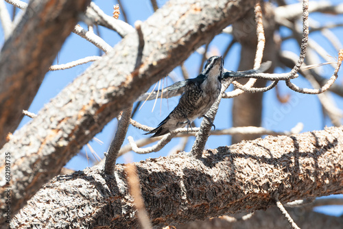 Black-backed Woodpecker, Picoides arcticus photo