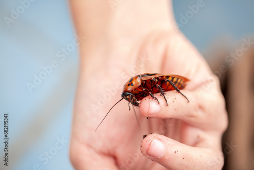 Madagascar Hissing Cockroach. A cockroach sits on a man's hand close-up. Exotic pet, tropical insect. photo