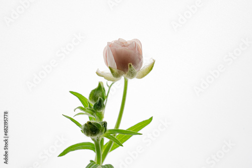 Bilde på lerret 꽃, 플라워, 핑크, 로즈, 그린, 식물, 예쁜, 겹겹, 꽃다발, 장미, 미니장미, 웨딩, 부케, 선물, 라넌큘러스, 순결, 깨끗한, 순정, 역