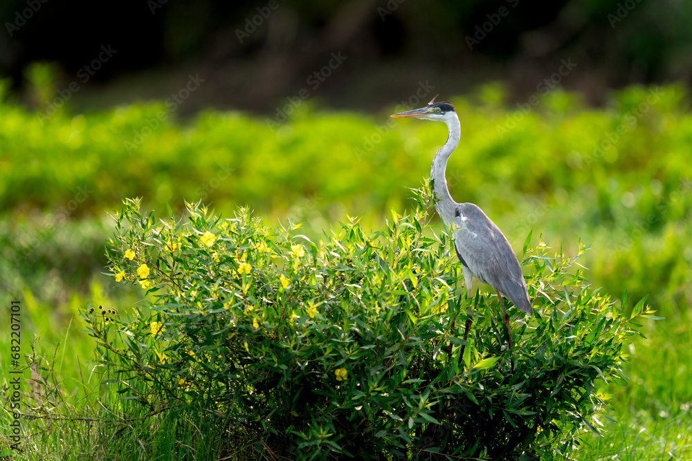 Fototapeta premium cocoi heron hunting in tropical Pantanal