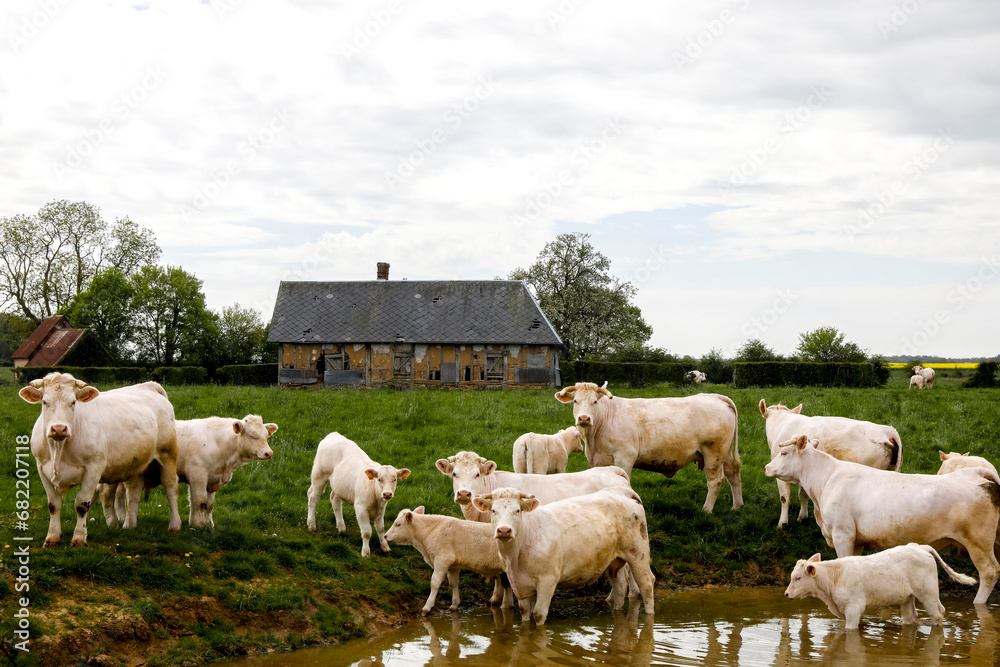 Fototapeta premium Cows in Eure, France