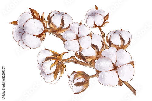 Watercolor cotton flowers. Fluffy cotton branches, hand drawn illustration in sketch style, isolated on white background. Print for design of packaging, invitation, labels photo