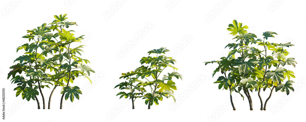 Εκτύπωση καμβά Fatsia japonica (Japanese fatsi, paperplant, false castor oil plant, Japanese ar