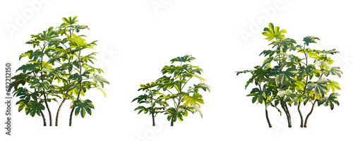 Fatsia japonica  Japanese fatsi  paperplant  false castor oil plant  Japanese aralia  evergreen shrub frontal isolated png on a transparent background perfectly cutout