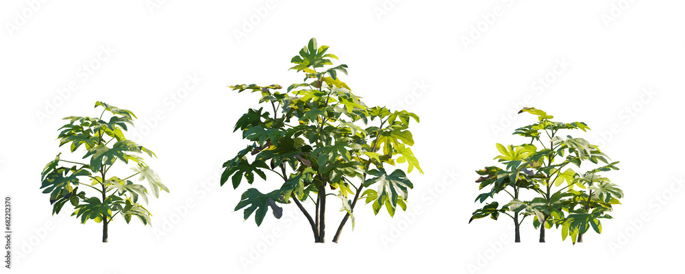 Fatsia japonica (Japanese fatsi, paperplant, false castor oil plant, Japanese aralia) evergreen shrub frontal isolated png on a transparent background premium cutout Fatsia japonica (Japanese fatsi, paperplant, false castor oil plant, Japanese aralia) evergreen shrub frontal isolated png on a transparent background premium cutout