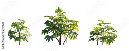 Fatsia japonica (Japanese fatsi, paperplant, false castor oil plant, Japanese aralia) evergreen shrub frontal isolated png on a transparent background perfectly cutout