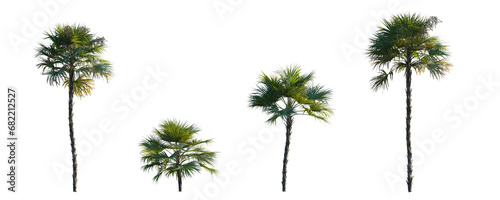 Acoelorrhaphe wrightii paurotis (Everglades, Madeira) palm frontal medium and small isolated png on a transparent background perfectly cutout