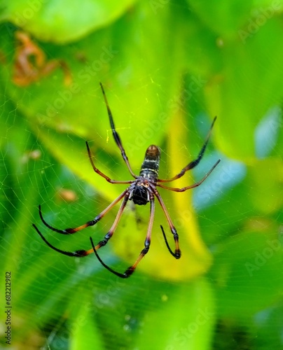 Seychelles, palm spider or red-legged orb weaver, Latin name Nephila inaurata