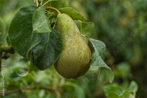 Fresh Pear on the Tree