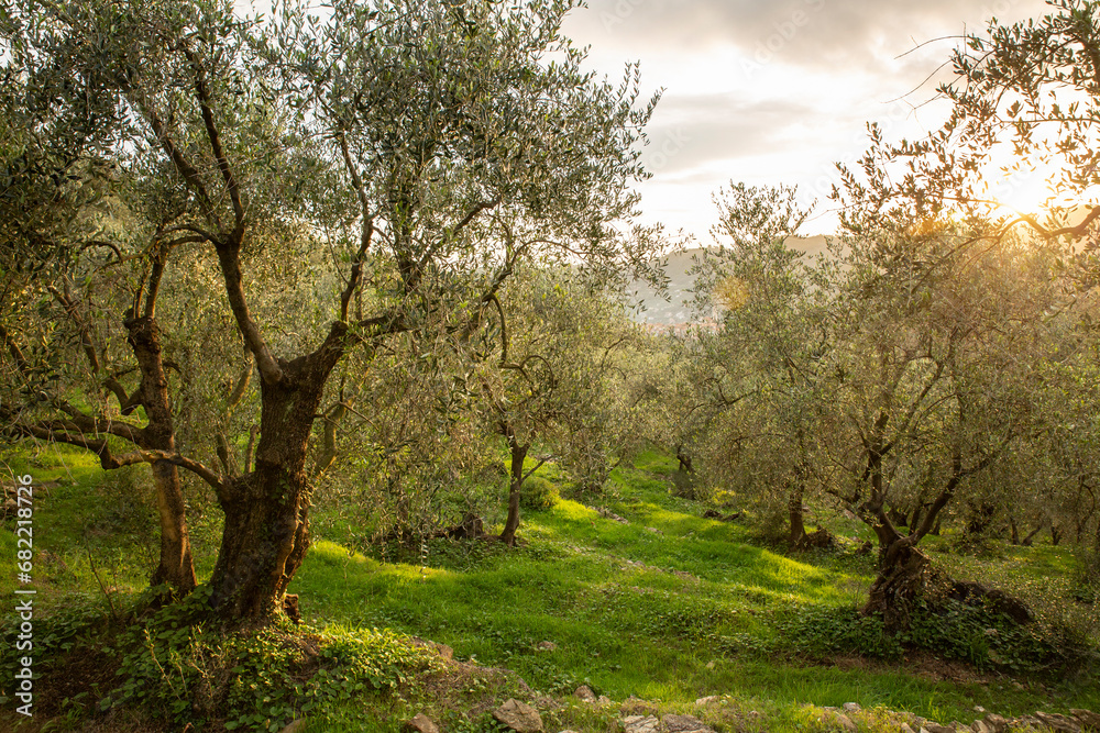 The Ligurian olive trees that are used to make extra virgin olive oil