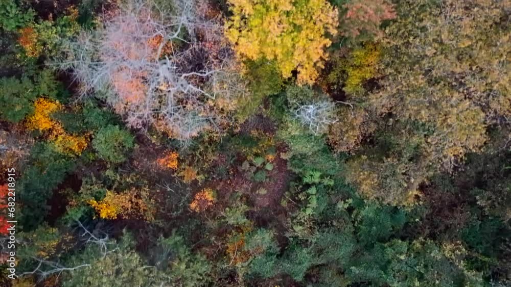 An aerial view directly above colorful trees on a sunny day in autumn. The camera tilted straight down dolly in above the tree tops. An aerial view directly above colorful trees on a sunny day in autumn. The camera tilted straight down dolly in above the tree tops.